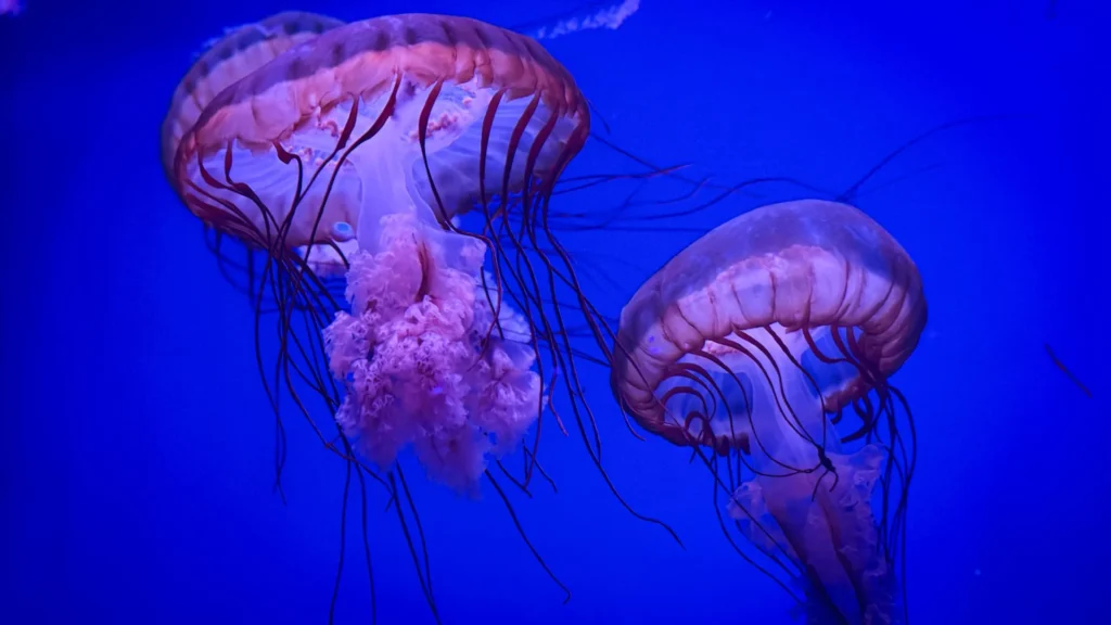 animais-que-existiam-na-pre-historia-e-que-ainda-hoje-vivem-no-mundo