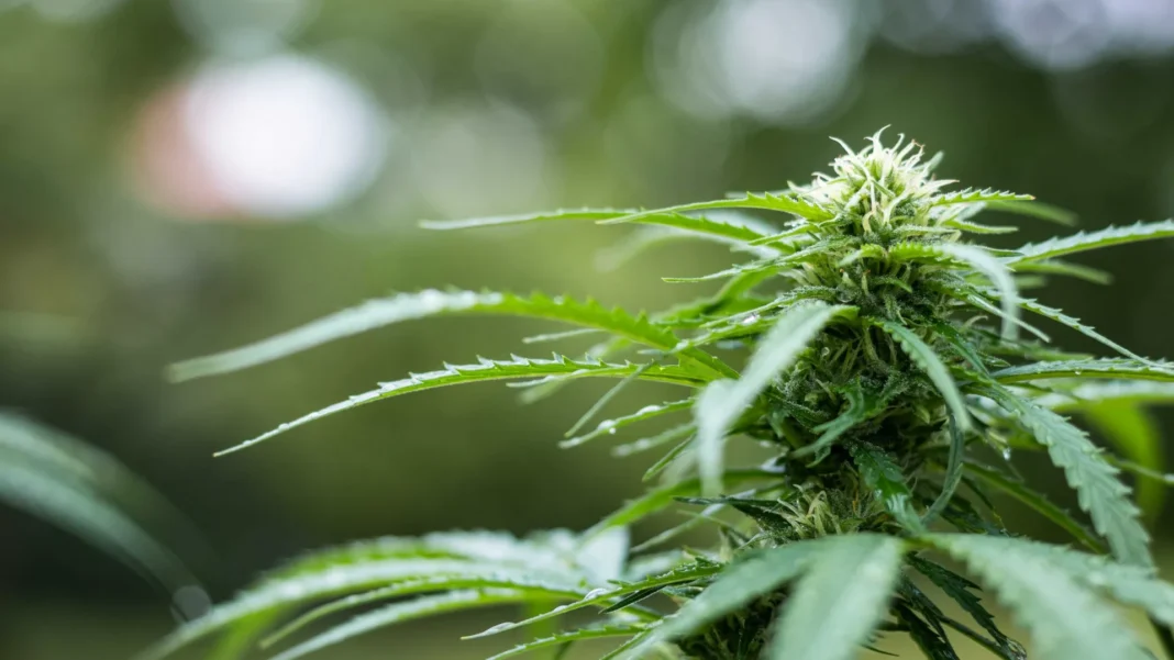 policia-apreende-pes-de-maconha-plantados-em-quintal-de-casa-em-itapevi,-na-grande-sao-paulo