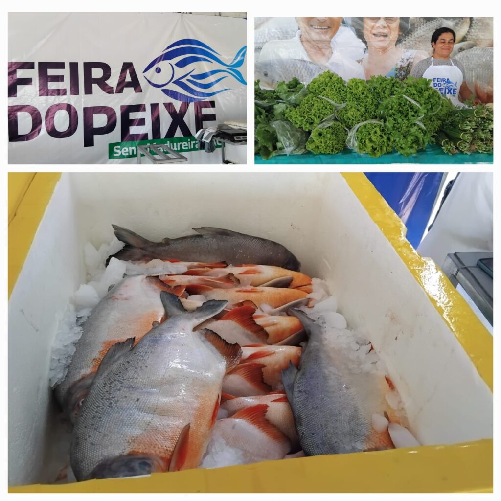 Feira do Peixe é retomada em Sena Madureira com foco na tradição e apoio à produção local – Cidade AC News feira-do-peixe-e-retomada-em-sena-madureira-com-foco-na-tradicao-e-apoio-a-producao-local