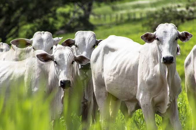 acre-exportou-mais-de-us$-25-milhoes-no-primeiro-trimestre-de-2025