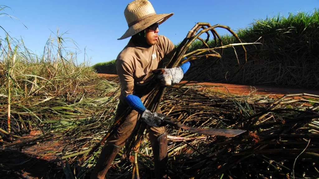 brasil-tera-segunda-maior-safra-de-cana,-segundo-estimativa-da-conab