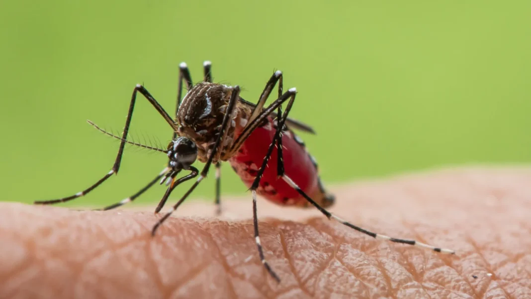 como-lidar-com-reacoes-alergicas-a-borrachudos-em-viagens-de-ferias
