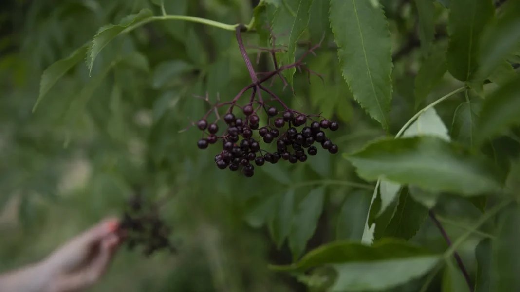 frutas-que-parecem-inofensivas,-mas-sao-venenosas