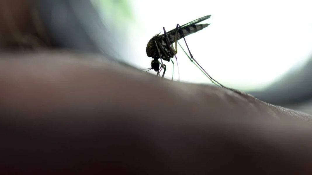 saude-emite-alerta-de-febre-amarela-a-sao-paulo,-minas-gerais,-roraima-e-tocantins