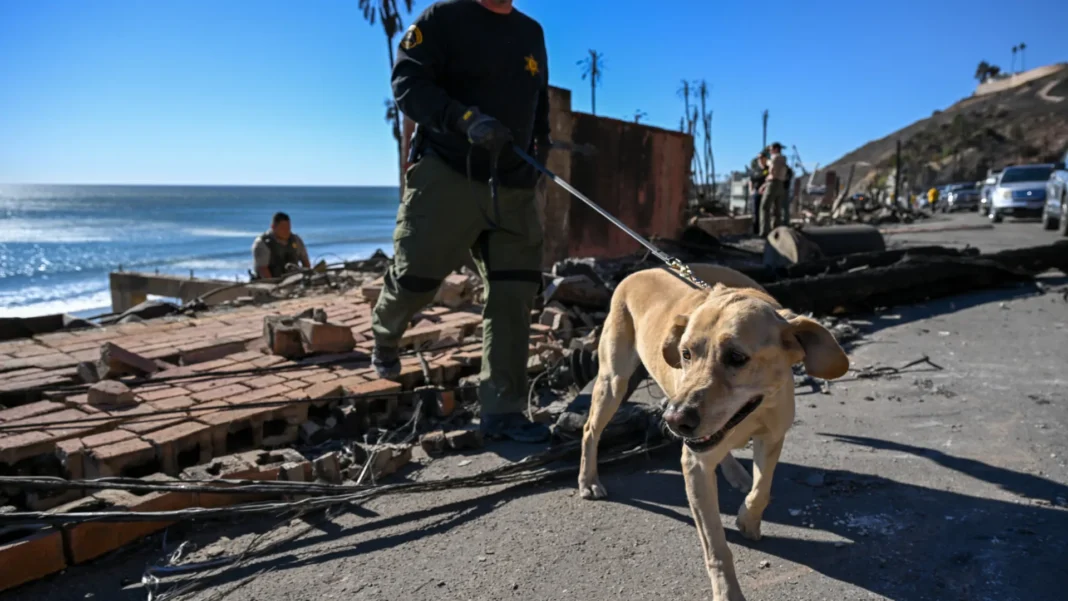 as-inacreditaveis-habilidades-caninas:-de-deteccao-de-covid-a-cancer