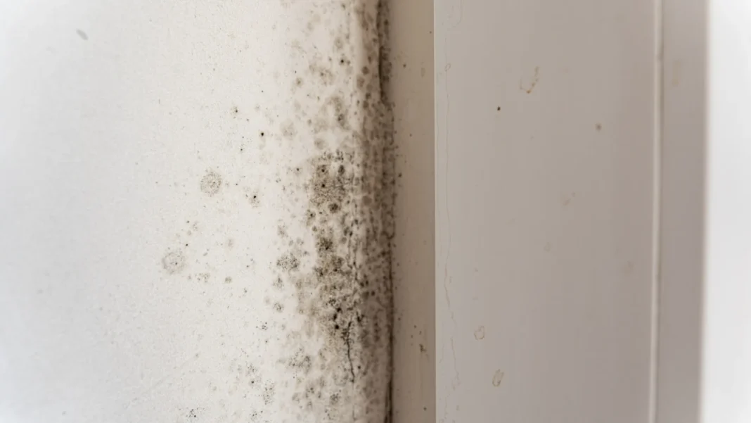 o-truque-que-ajuda-a-remover-o-bolor-das-paredes-em-minutos