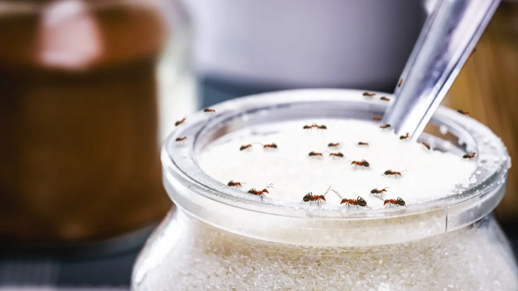 com-dois-ingredientes-faz-um-repelente-de-formigas;-que-tal-experimentar?