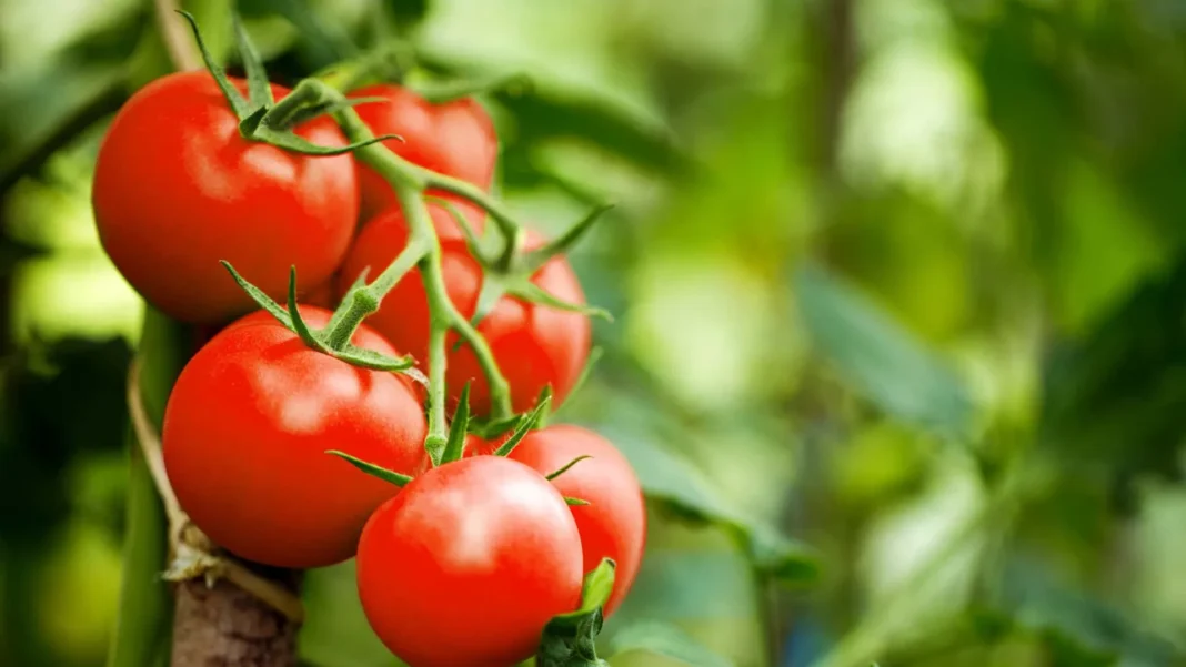 esses-alimentos-certamente-vao-te-ajudar-a-rejuvenescer
