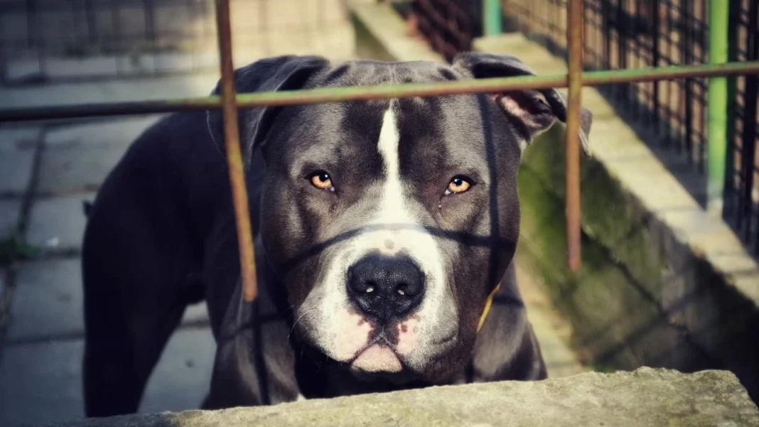 idosa-de-75-anos-morre-apos-ser-atacada-por-pitbull-no-rj