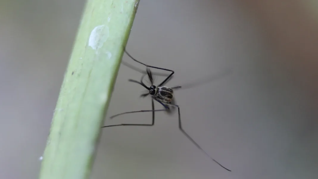brasil-ultrapassa-marca-de-um-milhao-de-casos-de-dengue-em-2025