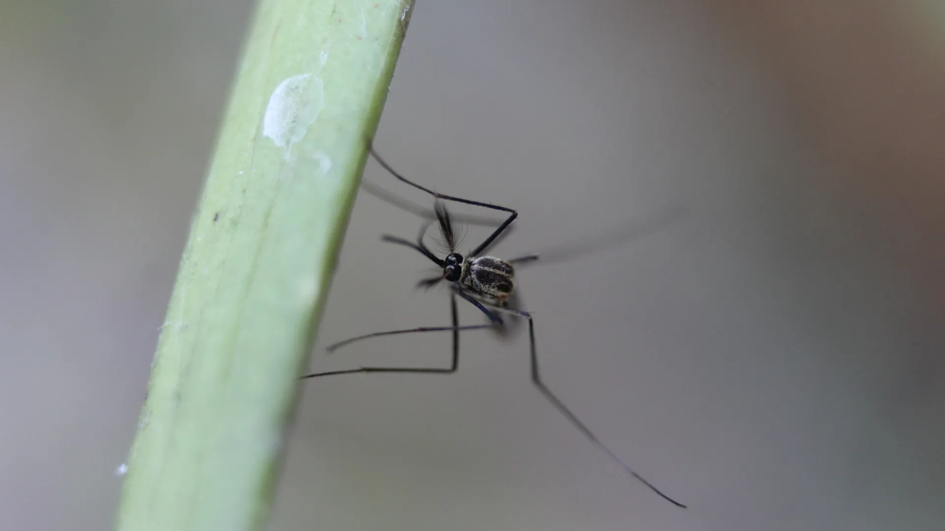brasil-ultrapassa-marca-de-um-milhao-de-casos-de-dengue-em-2025