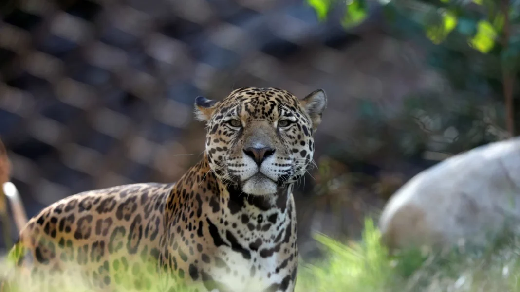 caseiro-e-atacado-e-morto-por-onca-pintada-no-pantanal-de-ms