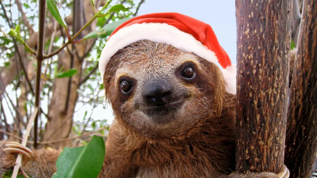 tendo-um-dia-dificil?-esses-bichinhos-fofos-celebrando-o-natal-vao-te-ajudar! tendo-um-dia-dificil?-esses-bichinhos-fofos-celebrando-o-natal-vao-te-ajudar!