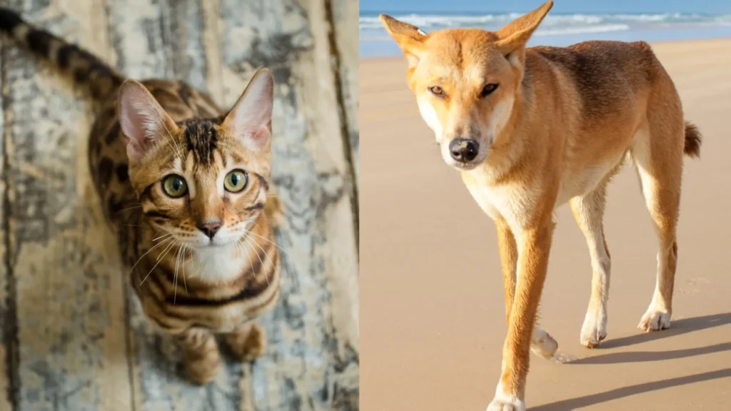 comemoracoes-com-fogos-de-artificio-sao-traumaticas-para-os-pets