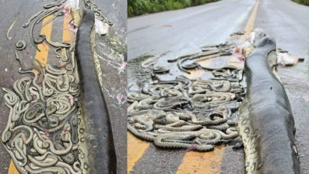 sucuri-gravida-morre-atropelada-e-filhotes-sao-expelidos-em-rodovia-em-mt
