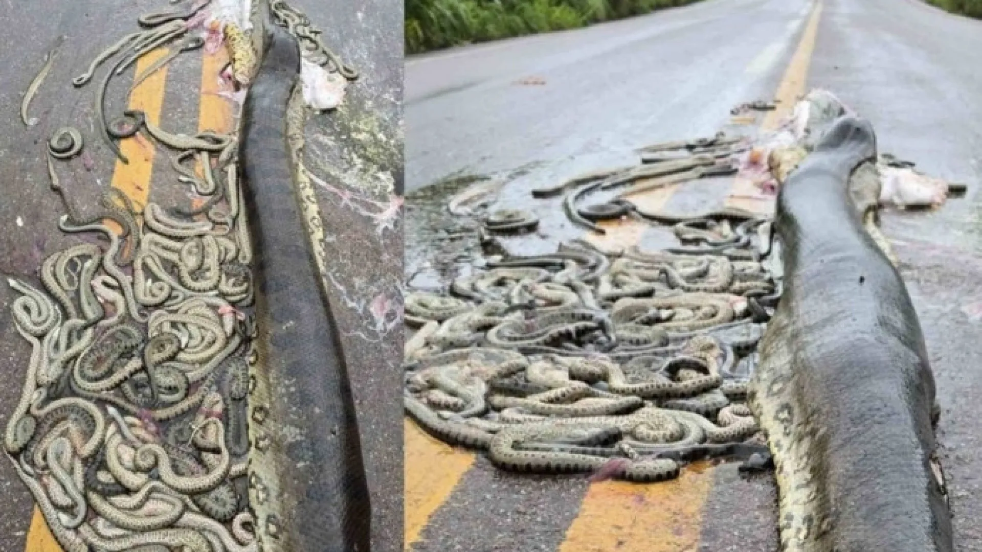 sucuri-gravida-morre-atropelada-e-filhotes-sao-expelidos-em-rodovia-em-mt