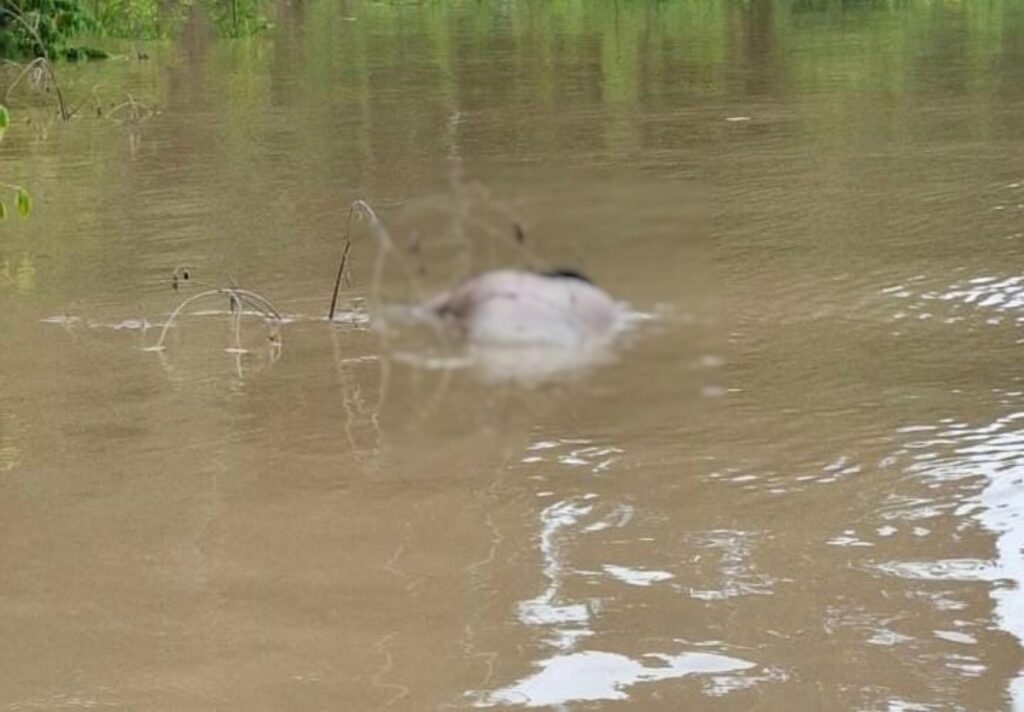 corpo-de-homem-desaparecido-e-encontrado-no-rio-purus-em-manoel-urbano