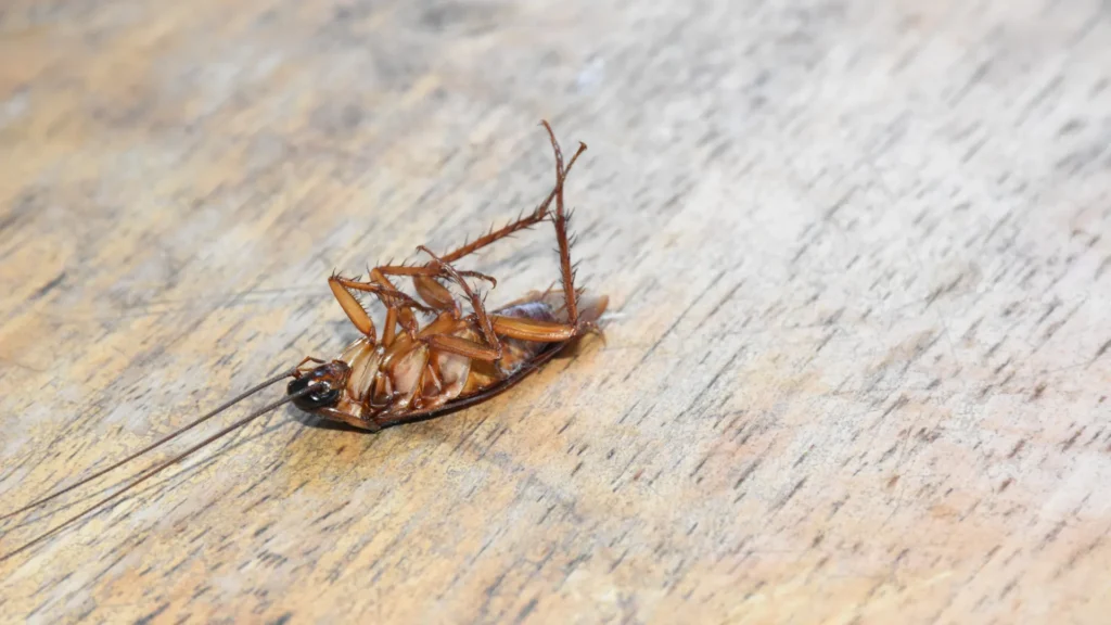 aprenda-a-fazer-armadilha-caseira-para-acabar-com-as-baratas-em-casa