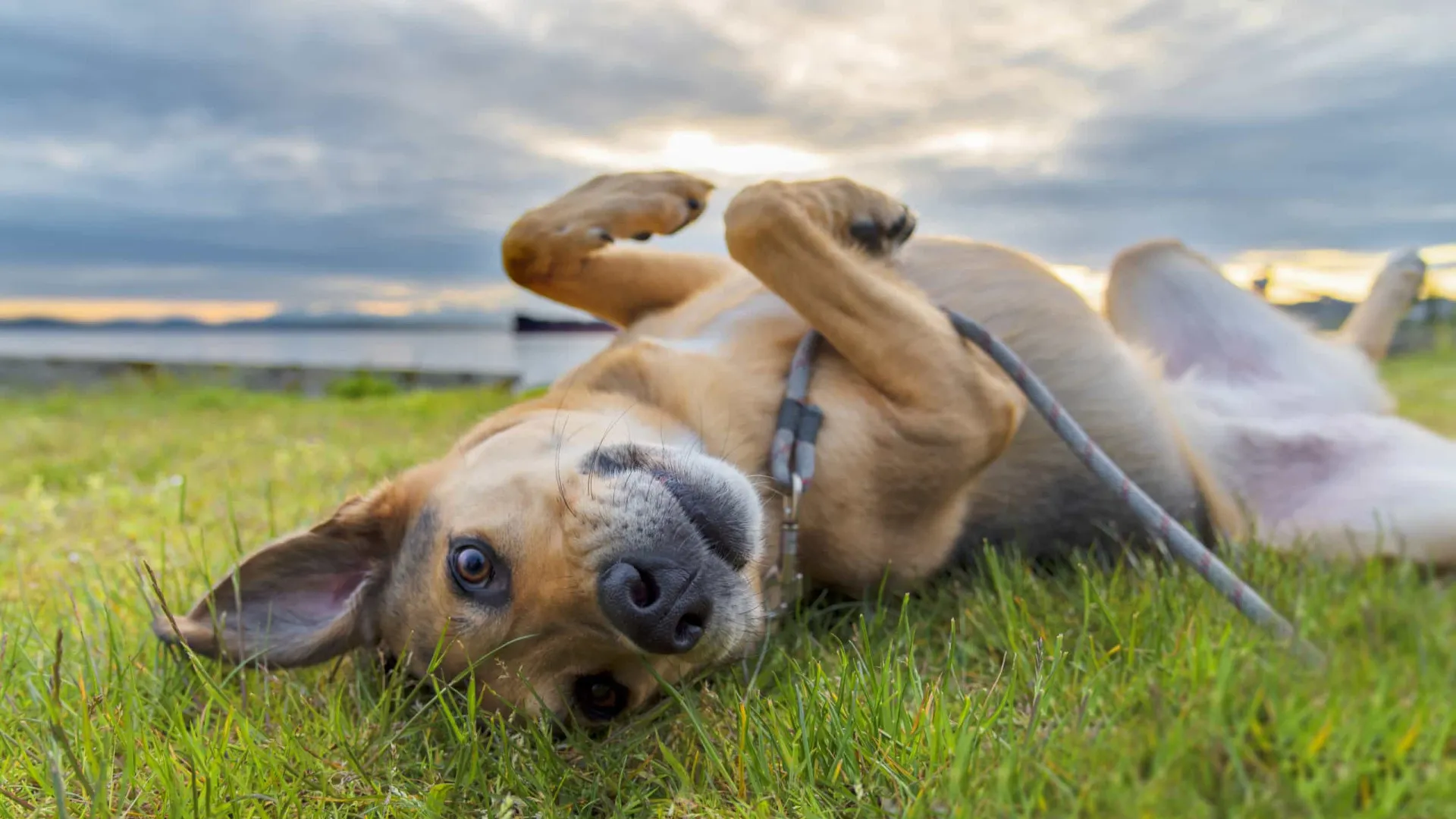 ansiedade-animal:-saiba-como-ajudar-o-seu-pet-com-dicas-simples