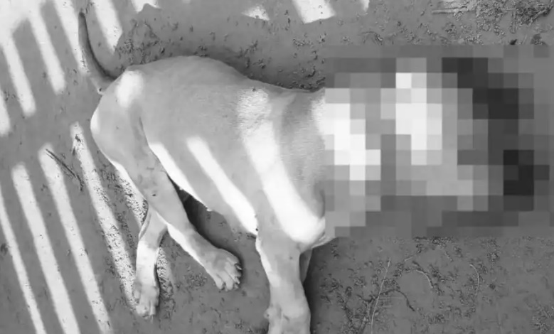 policial-mata-pitbull-durante-perseguicao-no-acre;-pm-diz-que-cachorro-atacou-militar