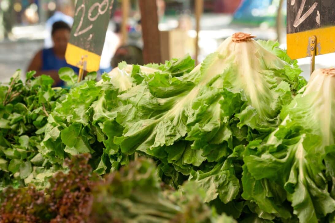 Alface, verduras