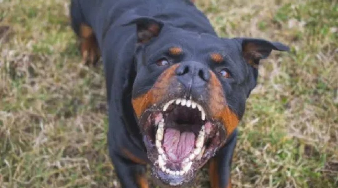 Criança de 5 anos é atacada por cachorro da raça Rottweiler e vai parar no Pronto-Socorro | Cidade AC News – Notícias do Acre