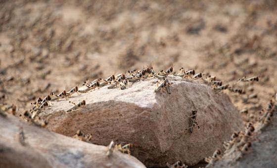 fao-alerta-para-risco-de-invasoes-de-gafanhotos-do-deserto-no-noroeste-da-africa