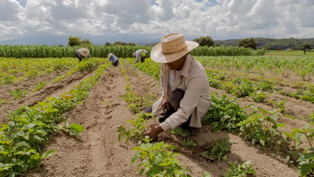 decreto-institui-desenrola-rural-que-ajudara-1,3-milhao-de-familias