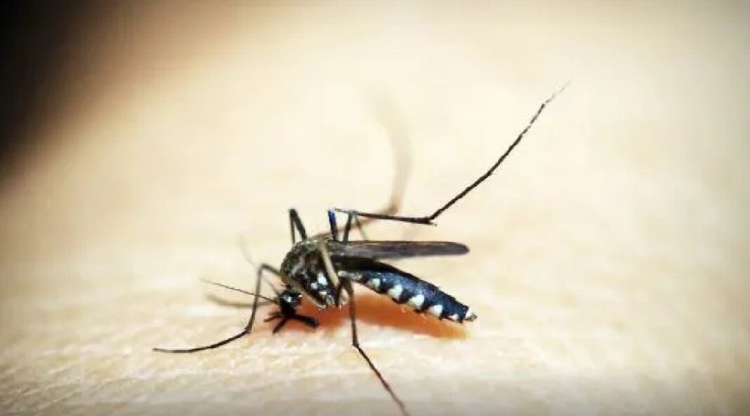 acre-registra-mais-de-8-mil-casos-de-dengue-em-2025;-tres-obitos-foram-confirmados