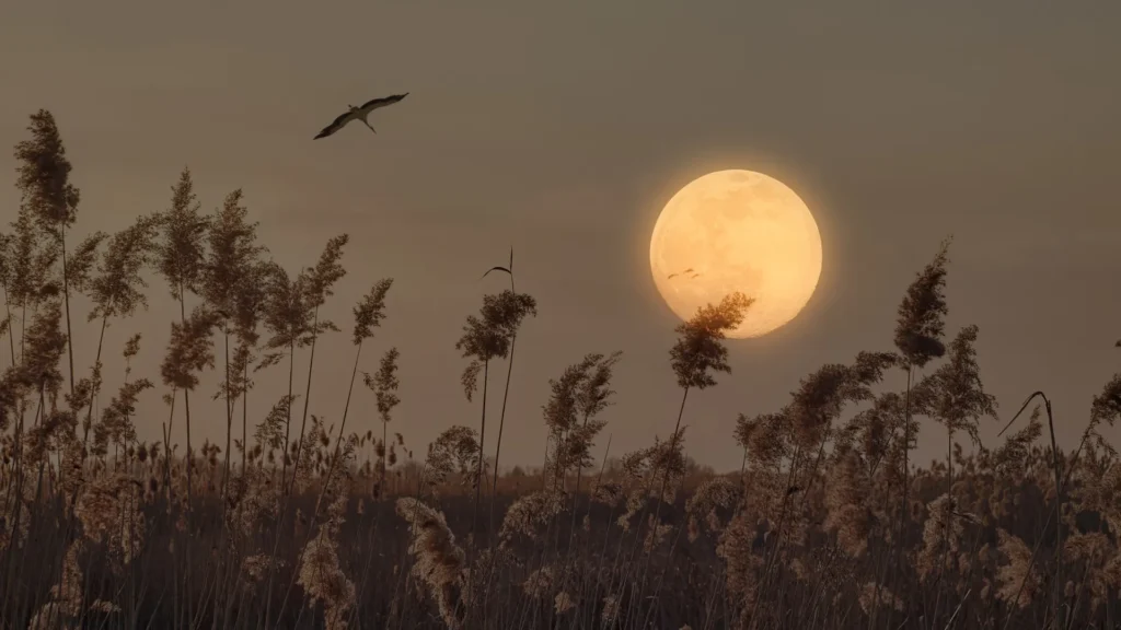 os-tres-signos-que-serao-mais-impactados-pela-lua-cheia-desta-semana