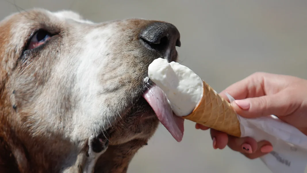 os-melhores-e-piores-alimentos-para-dar-ao-seu-cachorro