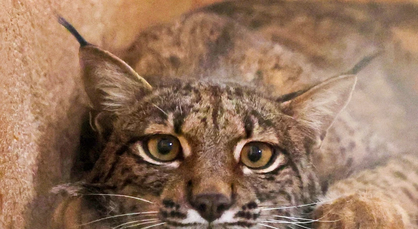 linces-“avos,-maes-e-netas”-espalham-se-pela-peninsula linces-“avos,-maes-e-netas”-espalham-se-pela-peninsula
