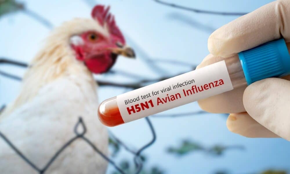 china-halts-brazilian-chicken-imports-for-60-days-after-bird-flu-case-in-rs