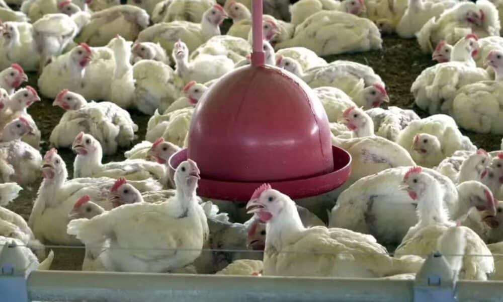 china-barra-importacao-de-frango-brasileiro-por-60-dias-apos-gripe-aviaria-no-rs
