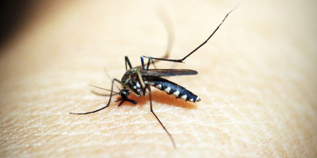 casos-confirmados-de-virus-mayaro-aumentam-no-acre-em-2025-e-superam-anos-anteriores