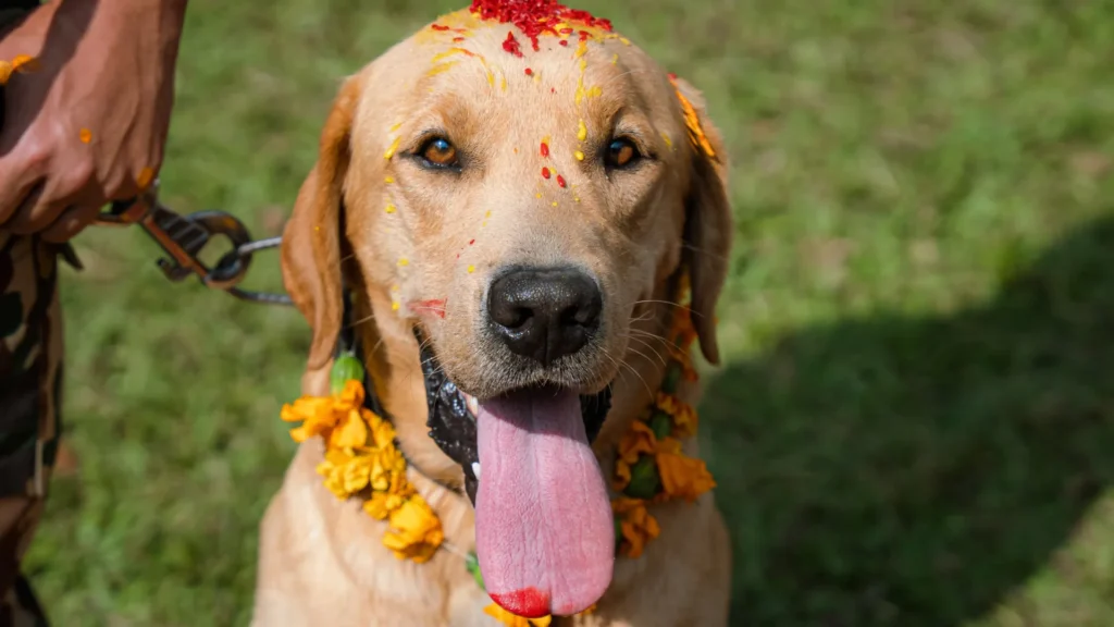 quais-animais-ainda-sao-sagrados-e-cultuados-na-religiao?