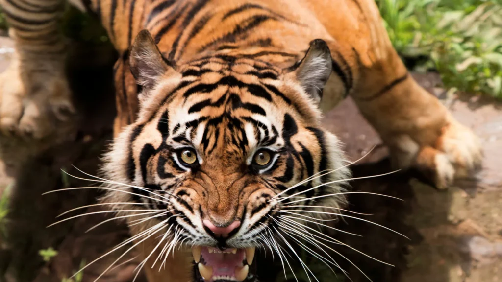 paises-que-abrigam-os-animais-mais-perigosos-do-mundo-e-o-brasil-surpreende-na-lista