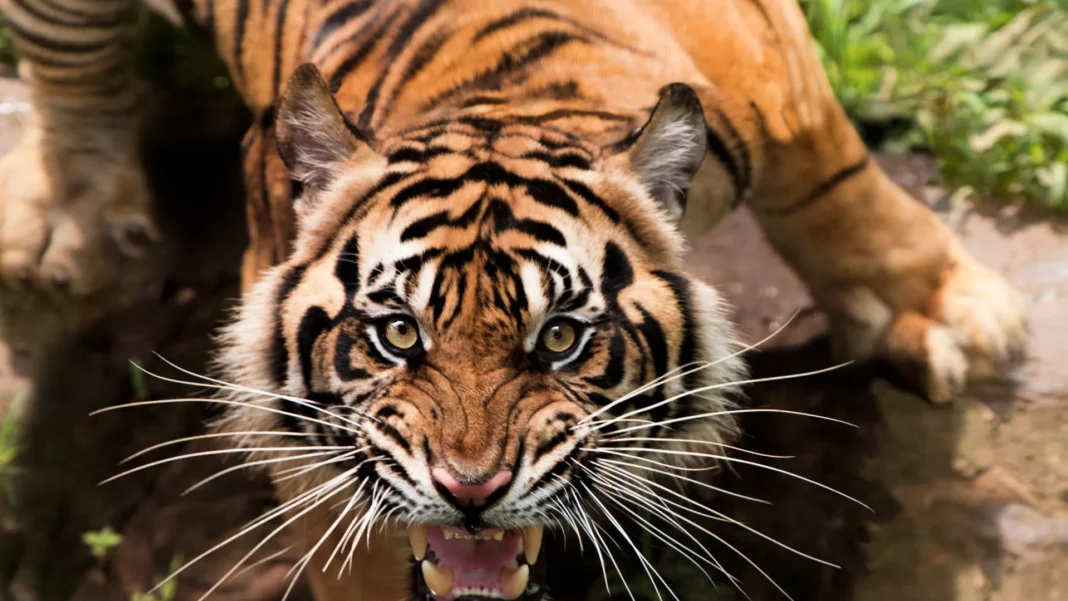 paises-que-abrigam-os-animais-mais-perigosos-do-mundo-e-o-brasil-surpreende-na-lista paises-que-abrigam-os-animais-mais-perigosos-do-mundo-e-o-brasil-surpreende-na-lista
