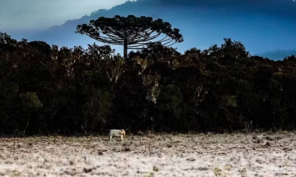 frio-intenso-traz-neve-a-sc-e-marca-20°c-em-urupema-nesta-quinta-feira