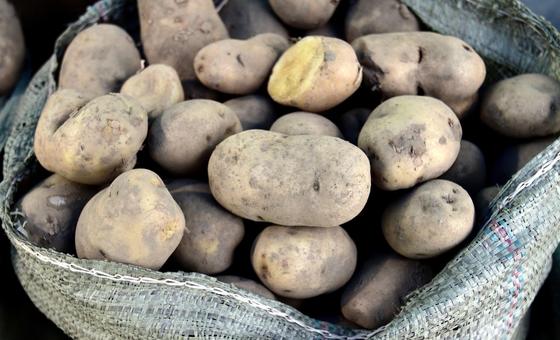 dia-internacional-ressalta-papel-da-batata-na-alimentacao-mundial