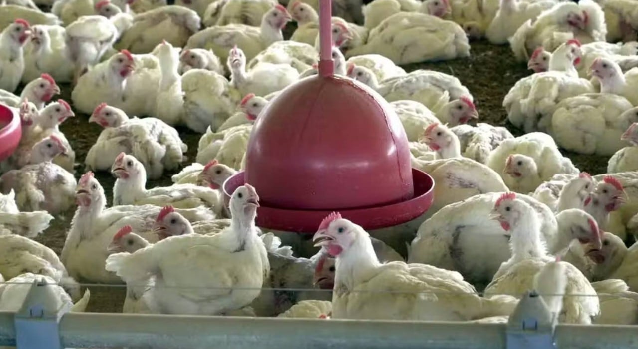 Frango, Gripe Aviaria, galinhas