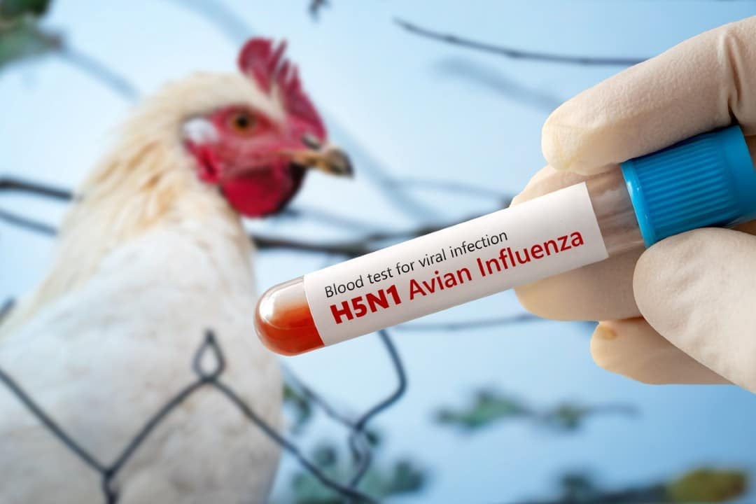 Gripe aviária H5N1