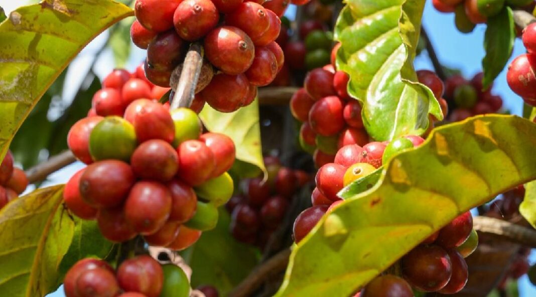 sebrae-e-seagri-assinam-convenio-de-parceria-para-fortalecimento-da-cadeia-produtiva-do-cafe