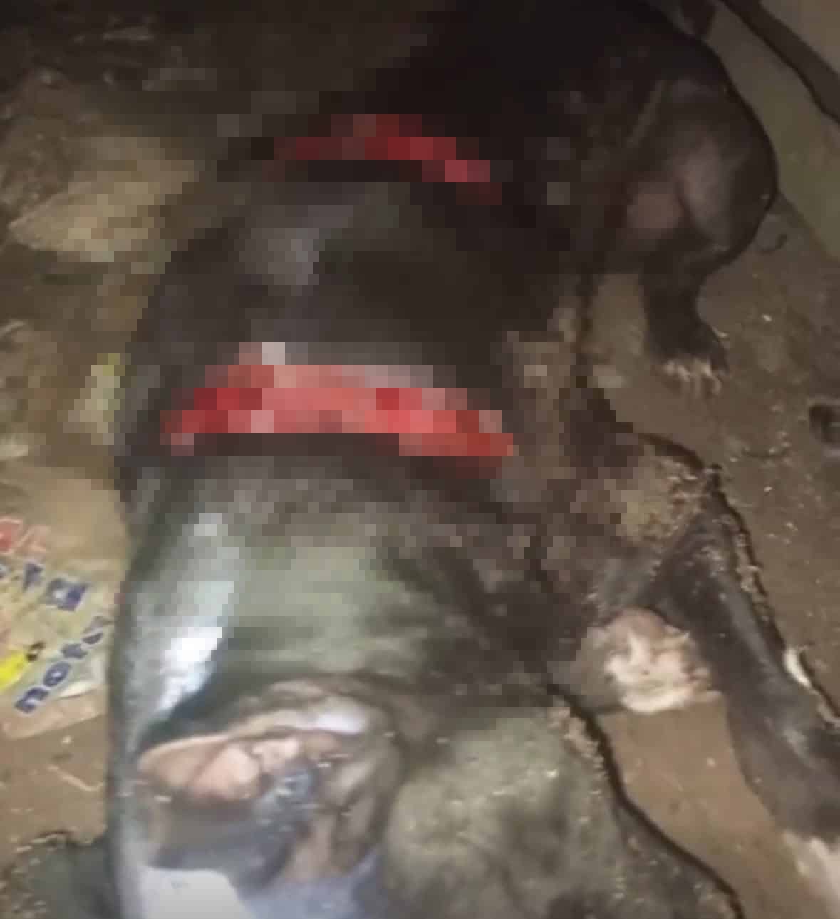 cachorro-pitbull-e-brutalmente-ferido-a-golpes-de-tercado-ao-se-aproximar-de-cadela-no-cio,-no-acre