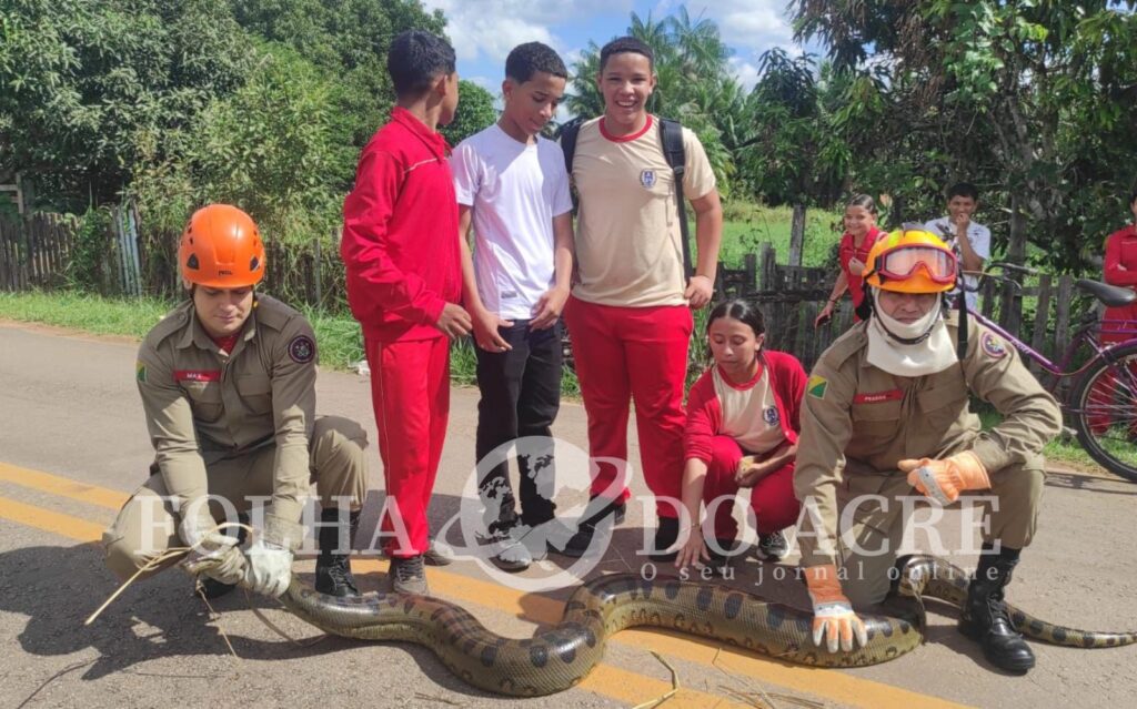 sucuri-com-mais-de-3-metros-e-capturada-e-vira-atracao-entre-moradores-no-segundo-distrito-de-rio-branco