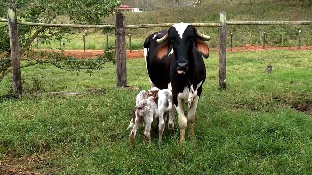 mamae-do-ano:-vaca-tem-parto-raro-e-da-a-luz-bezerros-trigemeos