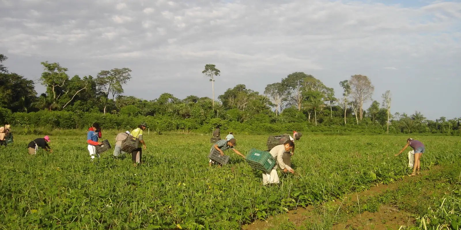 cmn-reduz-para-r$-200-mil-limite-de-enquadramento-no-proagro