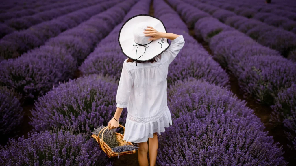 franca-se-cobre-de-lavanda:-onde-ver-os-campos-floridos-em-2025