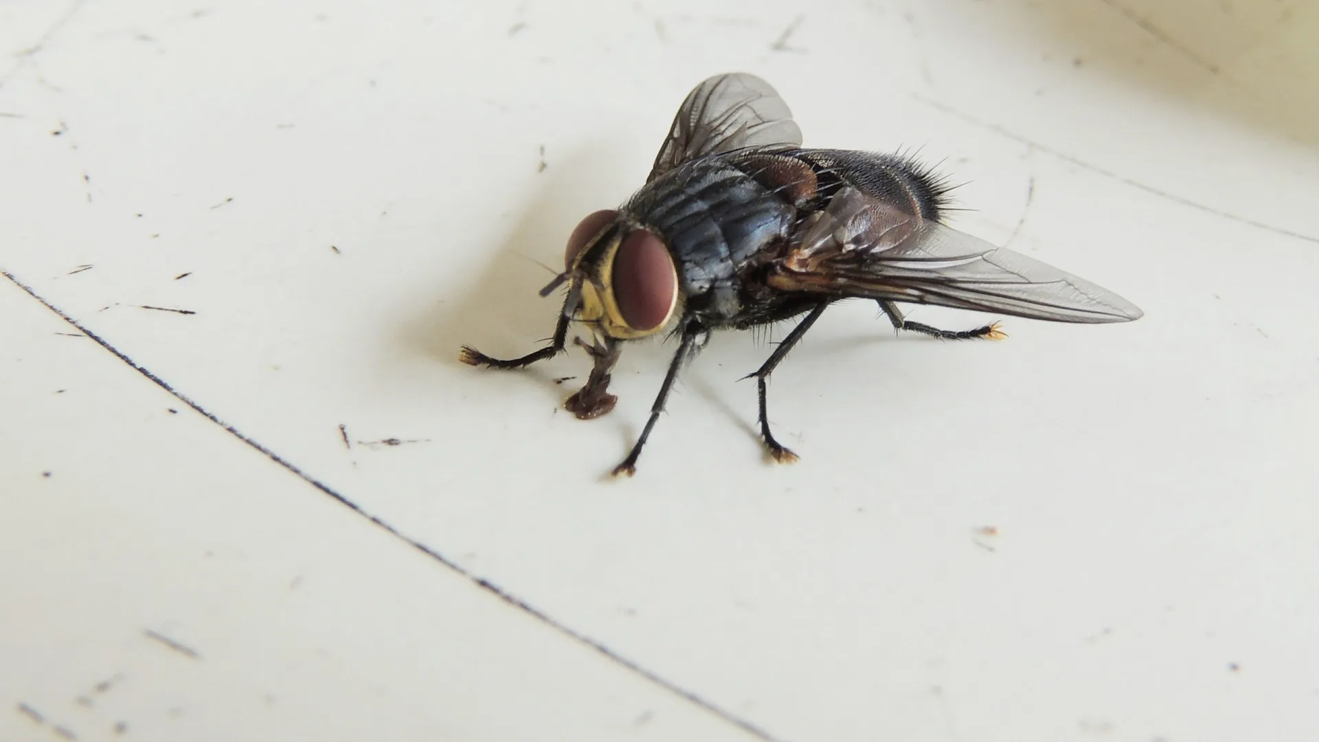 truques-simples-e-naturais-para-afastar-moscas-de-casa-no-frio