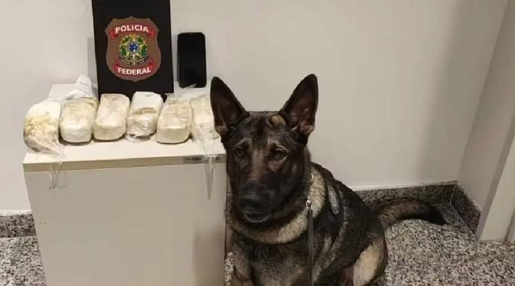 Cadela farejadora ajuda PF a prender acreano com mais de 3 kg de cocaína no Aeroporto de Recife – Cidade AC News cadela-farejadora-ajuda-pf-a-prender-acreano-com-mais-de-3-kg-de-cocaina-no-aeroporto-de-recife